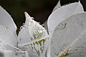 RAIN DROPS ON EUCALYPTUS MACROCARPA FLOWER BUD