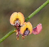 DAVIESIA TRIFLORA FLOWERS