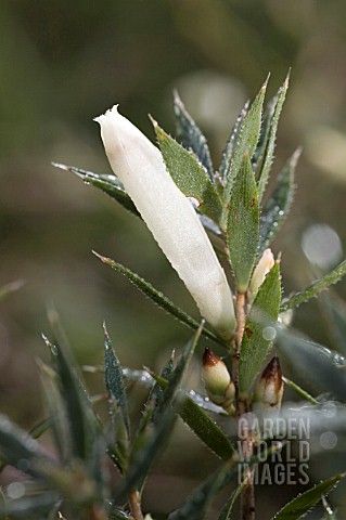 ASTROLOMA_PALLIDUM_FLOWER_TUBE