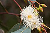 EUCALYPTUS RUDIS