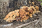 CORTINARIUS GENERA FUNGI GROWING AT THE BASE OF EUCALYPTUS GOMPHOCEPHALA TREE