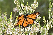 DANAUS PLEXIPPUS BUTTERFLY & THREPTOMYNE WILDFLOWERS (INTRODUCED BUTTERFLY SPECIES IN AUSTRALIA)