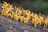 CALOCERA GUEPINIODES FUNGI POLYPS ON ROTTING AUSTRALIAN EUCALYPTUS TREE LOG