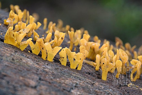 CALOCERA_GUEPINIODES_FUNGI_POLYPS_ON_ROTTING_AUSTRALIAN_EUCALYPTUS_TREE_LOG