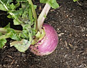 TURNIP GROWING IN VEGETABLE GARDEN