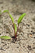 BEETROOT SEEDLING