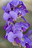 WESTERN AUSTRALIAN HOVEA TRISPERMA