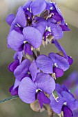 WESTERN AUSTRALIAN HOVEA TRISPERMA