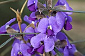 WESTERN AUSTRALIAN HOVEA TRISPERMA