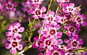 CHAMELAUCIUM BUSH