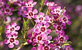CHAMELAUCIUM BUSH
