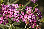 CHAMELAUCIUM BUSH