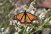 DANAUS PLEXIPPUS BUTTERFLY & THREPTOMYNE WILDFLOWERS (INTRODUCED BUTTERFLY SPECIES IN AUSTRALIA)