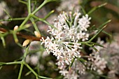 WESTERN AUSTRALIAN HAKEA LISSOCARPHA