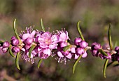 HYPOCALYMMA ROBUSTUM