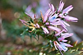 AUSTRALIAN ANDERSONIA LEHMANNIA