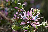 AUSTRALIAN ANDERSONIA LEHMANNIA