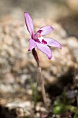 CALADENIA REPTANS ORCHID