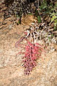 GRIVILLEA BIPINNATIFIDA FLOWER RACEME