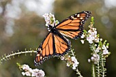 DANAUS PLEXIPPUS BUTTERFLY & THREPTOMYNE WILDFLOWERS (INTRODUCED BUTTERFLY SPECIES IN AUSTRALIA)