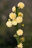 ACACIA APPLANATA