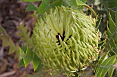 BANKSIA BAXTERI