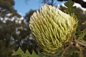 BANKSIA BAXTERI