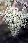 USNEA SPECIES LICHEN GROWING ON A DEAD TREE BRANCH IN AN AUSTRALIA WETLAND