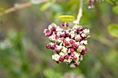 AUSTRALIAN RHAGODIA BACCATA BERRIES