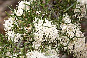 HAKEA LISSOCARPHA