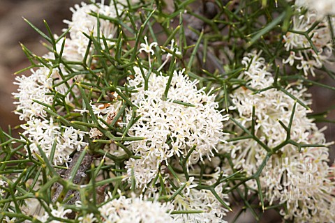 HAKEA_LISSOCARPHA