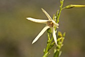 NATIVE WESTERN AUSTRALIAN ANTHOCERCIS LITTOREA