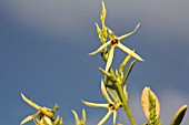 NATIVE WESTERN AUSTRALIAN ANTHOCERCIS LITTOREA