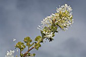 GREVILLEA VESTITA FLOWERING BRANCH