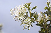 GREVILLEA VESTITA