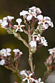 LEUCOPOGON OLDFIELDII