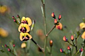 DAVIESIA DIVARICATA IN FLOWER