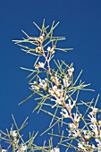 NATIVE WESTERN AUSTRALIAN HAKEA TRIFURCATA IN FLOWER