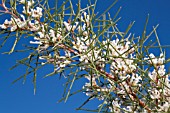 NATIVE WESTERN AUSTRALIAN HAKEA TRIFURCATA IN FLOWER