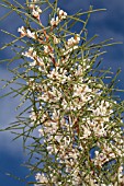 NATIVE WESTERN AUSTRALIAN HAKEA TRIFURCATA IN FLOWER