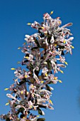 PETROPHILE BILOBA SHRUB