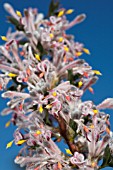 PETROPHILE BILOBA SHRUB