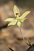 THELYMITRA ANTENNIFERA