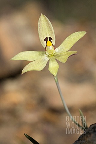 THELYMITRA_ANTENNIFERA