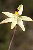 THELYMITRA ANTENNIFERA