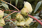 EUCALYPTUS YOUNGIANA FLOWERS AND BUDS WITH RAINDROPS