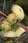 EUCALYPTUS YOUNGIANA FLOWERS AND BUDS WITH RAINDROPS