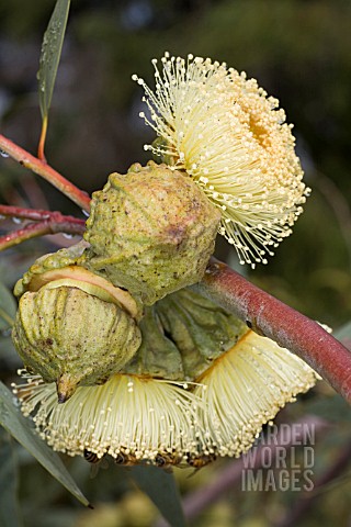 EUCALYPTUS_YOUNGIANA_FLOWERS_AND_BUDS_WITH_RAINDROPS