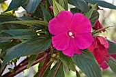 IMPATIENS HAWKERI FLOWER, NATIVE OF NEW GUINEA