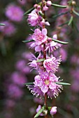 HYPOCALYMMA ROBUSTUM